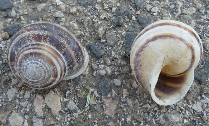 Massylaea vermiculata - Helicidae